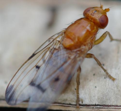 Réf. 278 375 : Neottiophilum praeustum